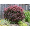 Саженец барбариса Атропурпуреа (Atropurpurea) : фото и описание