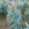 Саженец Ели Голубая Мисти Блу (Misty Blue)  60-100 см: фото и описание