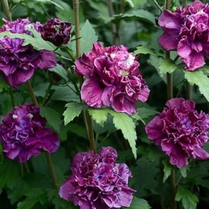 Гибискус древовидный Френч Кабаре Ред