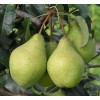Саженец Груши Орловская летняя: фото и описание