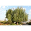 Саженец ивы плакучей Шатер: фото и описание
