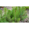 Саженцы Ели Европейская до 20 см -  5 шт.: фото и описание