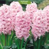 Луковицы гиацинта Чайная Роза -  5 шт.: фото и описание