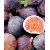 Саженцы инжира Муассон (Moisson) -  5 шт.: фото и описание
