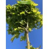 Саженцы клёна Остролистный (от 150 см) -  5 шт.: фото и описание