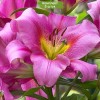 Луковицы лилии Purple Lady ОТ-гибрид -  5 шт.: фото и описание