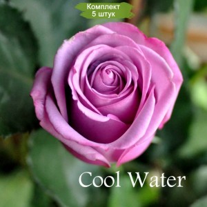 Комплект 5шт / Роза Кул Вотер(чайно-гибридная)