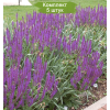 Саженцы шалфея дубравного Аметист (Amethyst) -  5 шт.: фото и описание