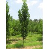 Саженцы тополя Пирамидальный (40-60 см) -  5 шт.: фото и описание