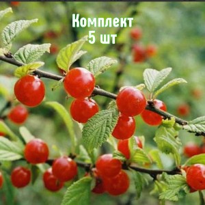 Комплект 5шт / Вишня войлочная Триана