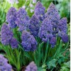 Луковица Мускари Фэнтези Криэйшн (Fantasy Creation): фото и описание