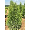 Туя Брабант от 150 см: фото и описание