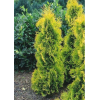 Саженец Туи Еллоу Риббон (Yellow ribbon): фото и описание