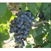 Саженец Винограда Данко: фото и описание
