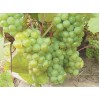 Саженец Винограда Изумруд: фото и описание