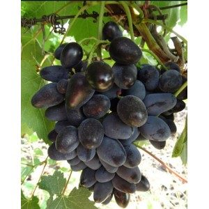 Виноград Кармен